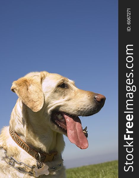 A female White Labrador dog looking quizzically as it lays down isolated on black