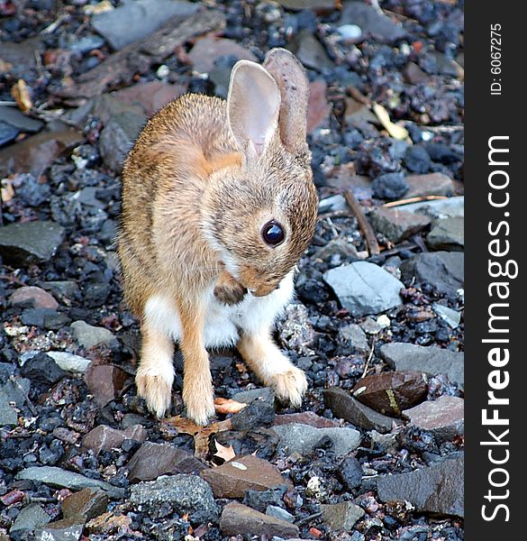 Eastern Cottontail Rabbit aka Sylvilagus floridanus