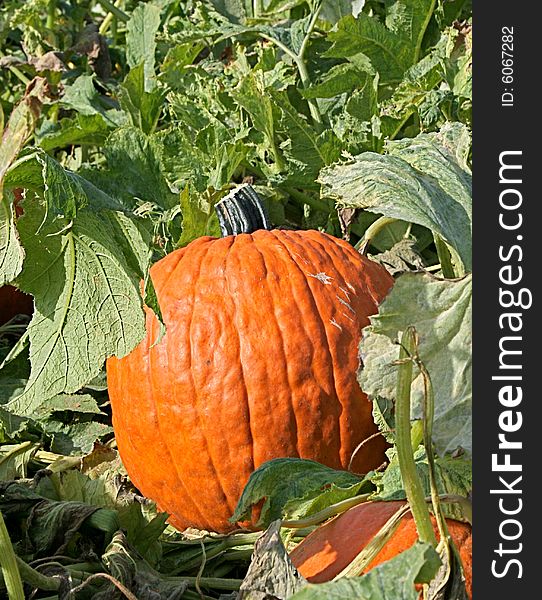 Pumpkin in patch for halloween. Pumpkin in patch for halloween