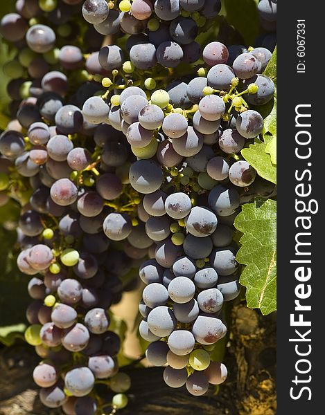 Ripening red grapes on the vine in a vineyard in Napa Valley, California. Ripening red grapes on the vine in a vineyard in Napa Valley, California