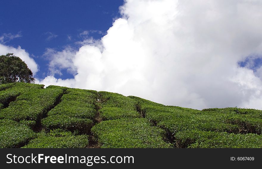 a tea plantation and blue skys