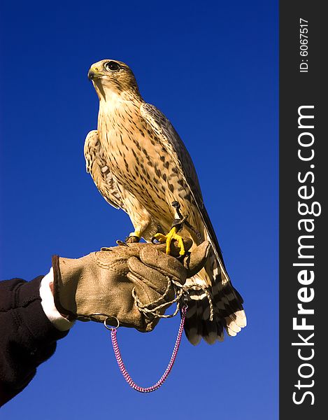 Falconer with Peregrine Falcon crossbred with a Prarie Falcon and Gyrfalcon mix sitting on gloved hand of handler. Falconer with Peregrine Falcon crossbred with a Prarie Falcon and Gyrfalcon mix sitting on gloved hand of handler