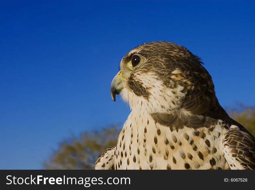 Peregrine Falcon crossbred with a Prarie Falcon and Gyrfalcon mix