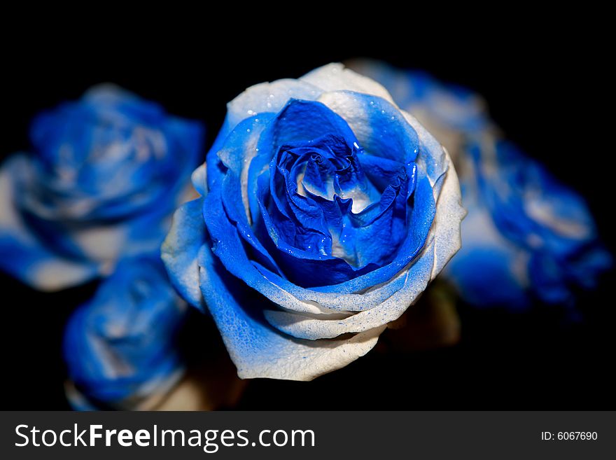 A beautiful bouquet of blue roses, with one of top