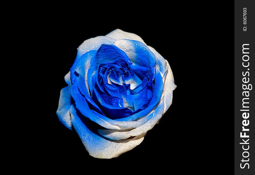 A single unusual blue rose. A single unusual blue rose