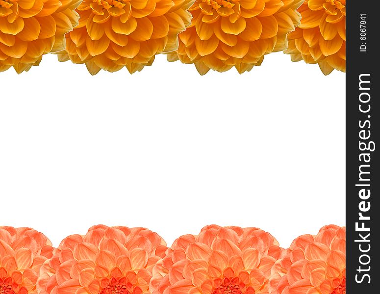 Frame from Beautiful orange flower on white background