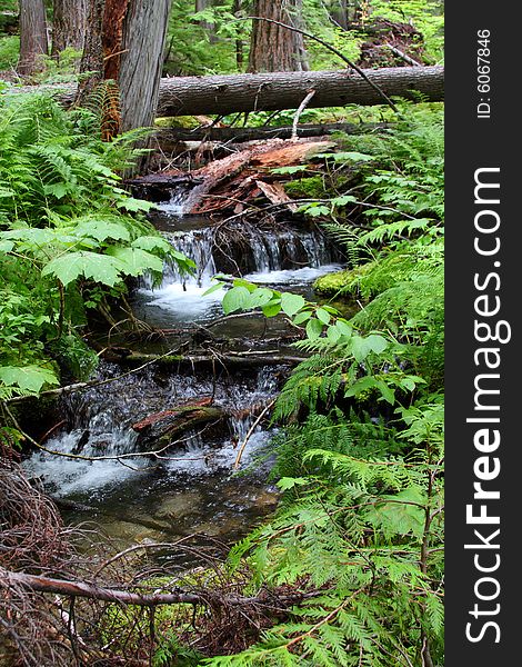 Small waterfall in a forest stream surrounded by trees. Small waterfall in a forest stream surrounded by trees.