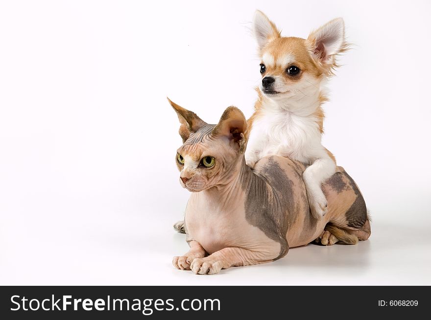 Chihuahua And The Canadian Sphynx