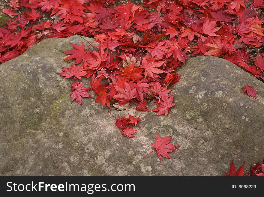 Image of red maple leaves on a rock-specific for Japanese autumn. Image of red maple leaves on a rock-specific for Japanese autumn
