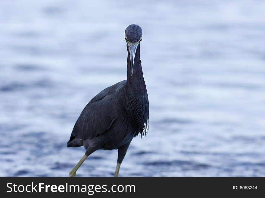 Little Blue Heron standing at the edge of a lake (Costa Rica)