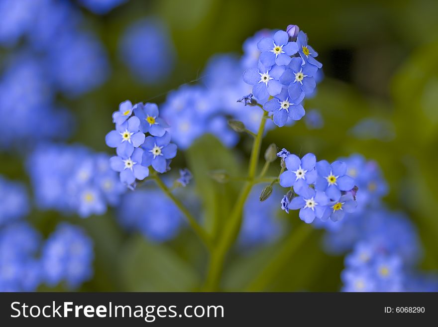 Field Forget-me-not (Myosotis arvensis). Field Forget-me-not (Myosotis arvensis)