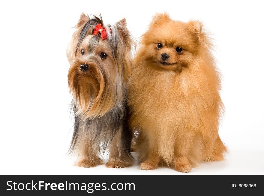 Spitz and terrier in studio on a neutral background