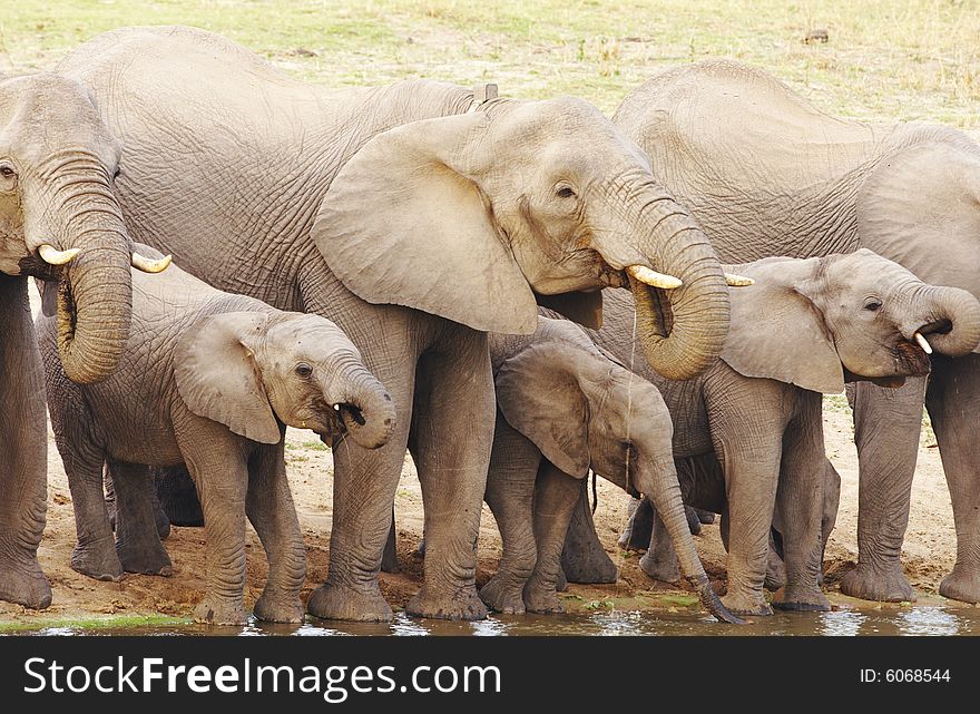 Small group of elephants; bulls, cows and calves drink water from the banks of a muddy river. Small group of elephants; bulls, cows and calves drink water from the banks of a muddy river
