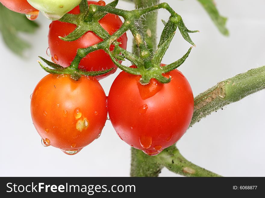 Cherry tomatoes on the vine with white background. Cherry tomatoes on the vine with white background