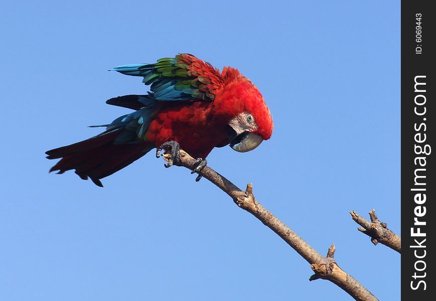 Nice red parrot on the branch