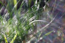 Spring Morning Grass Stock Photo Spring Morning Grass Stock Photo