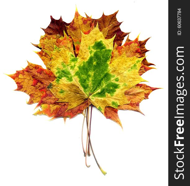 Boquet Fall Maple Leaves