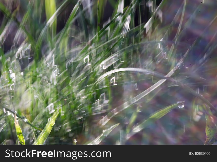 Morning green grass with dew drops, macro photo with bokeh lights. Morning green grass with dew drops, macro photo with bokeh lights.