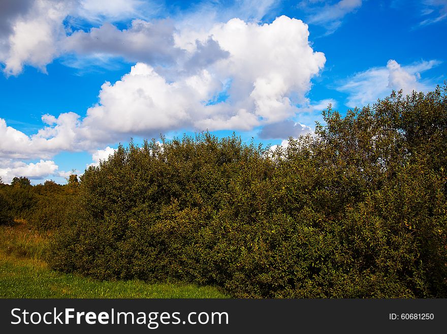 Cloud landscape with green trees on sunny autumn day