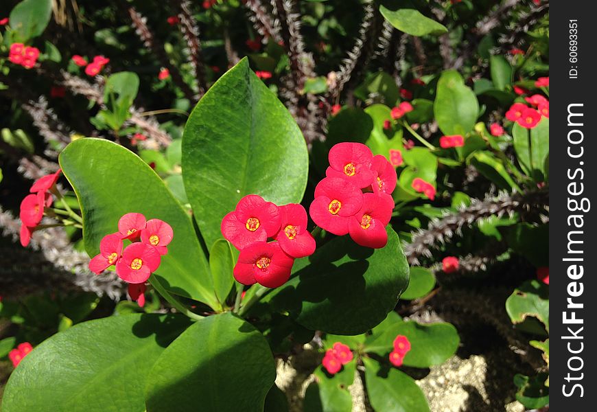 Euphorbia Milii Flowers in Miami, Florida. Euphorbia Milii Flowers in Miami, Florida.