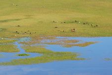 Bayanbulak Grassland Royalty Free Stock Photography Bayanbulak Grassland Royalty Free Stock Photography