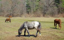 Horses Grazing Stock Photography Horses Grazing Stock Photography