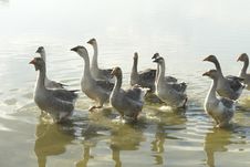 Geese Stock Images Geese Stock Images