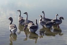 Geese Royalty Free Stock Images Geese Royalty Free Stock Images