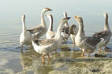 Geese Royalty Free Stock Photography Geese Royalty Free Stock Photography