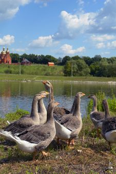 Geese Royalty Free Stock Photos Geese Royalty Free Stock Photos
