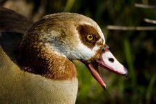 Egyptian Goose Royalty Free Stock Image Egyptian Goose Royalty Free Stock Image