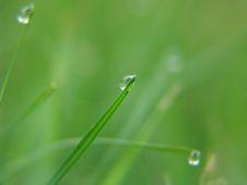Water Drops On Grass Royalty Free Stock Photography Water Drops On Grass Royalty Free Stock Photography