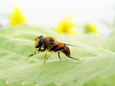 A Bee Is In Pollen. Stock Photography