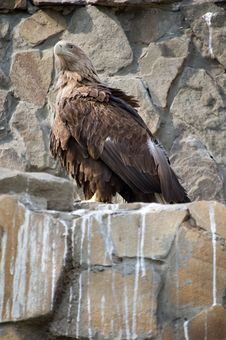 Whitetail Sea Eagle Stock Photo