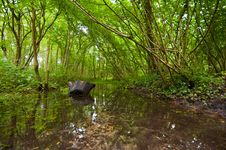 Forest Creek Stock Images Forest Creek Stock Images