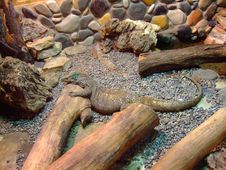 Photo Of The Big Lizard Royalty Free Stock Image Photo Of The Big Lizard Royalty Free Stock Image