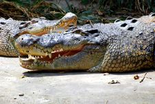Crocodile Royalty Free Stock Photo