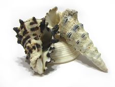 Seashells Stock Photo Seashells Stock Photo