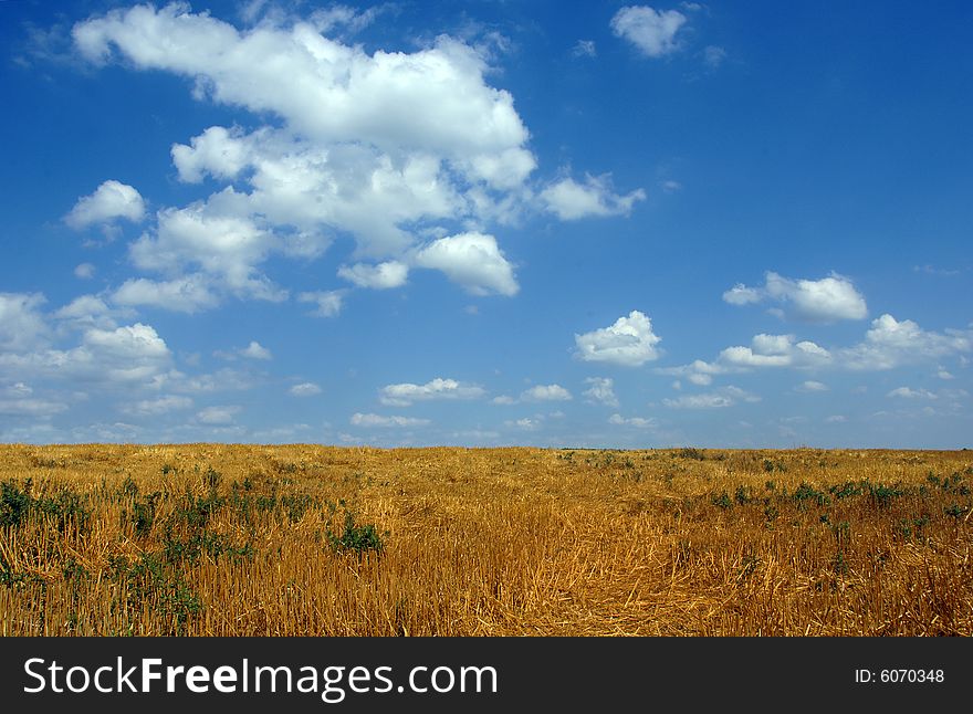 Wheat field under a brilliant blue sky with fluffy clouds.