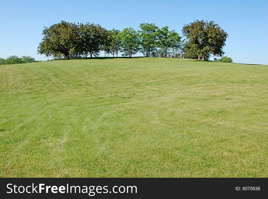 Field in Summer, with trees in the background. Field in Summer, with trees in the background
