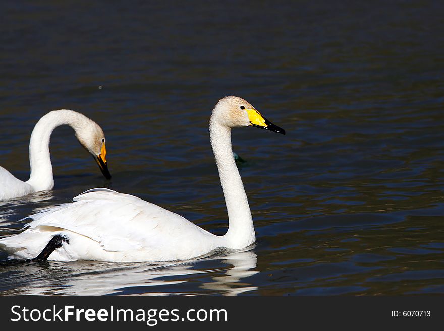 The  swan in the swan lake of sinkiang china .