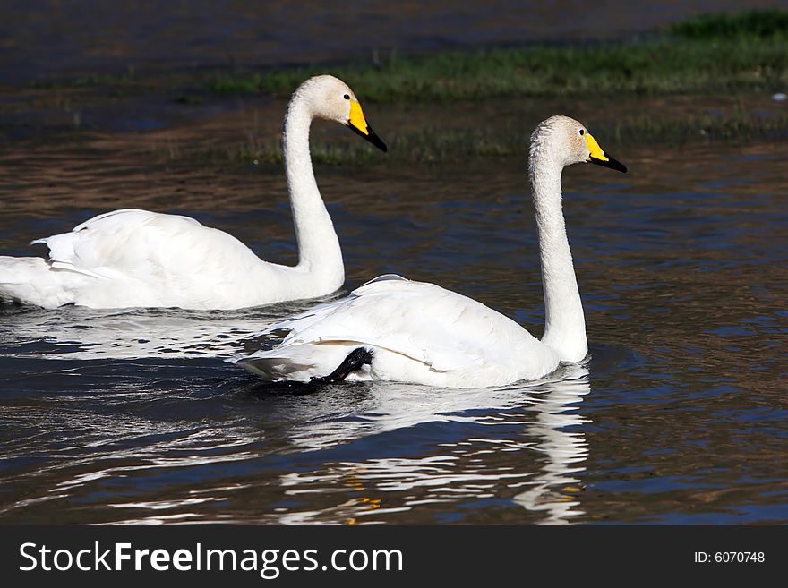 The swan in the swan lake of sinkiang china .