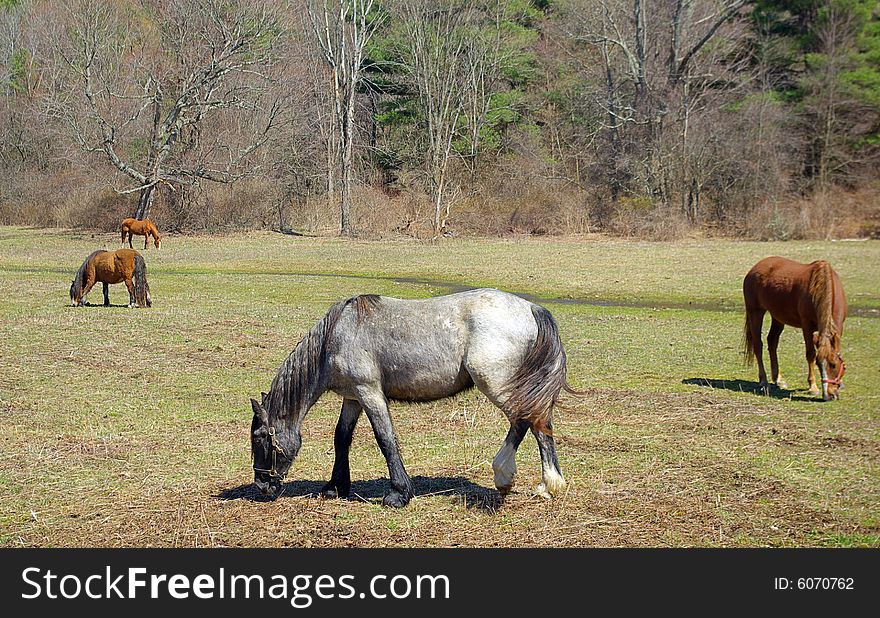 Four horses grazing in a field in early spring.