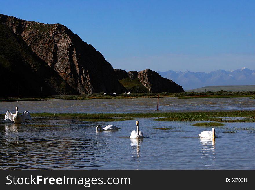 Located on Bayinbuluke Grassland, Swan Lake comprises a total area of more than 300 square kilometers. A mountain wetland with a span of 30 kilometers from west to east and a width of 10 kilometers from north to south, in 1986 the area was designated as a state-level nature reserve for swans.