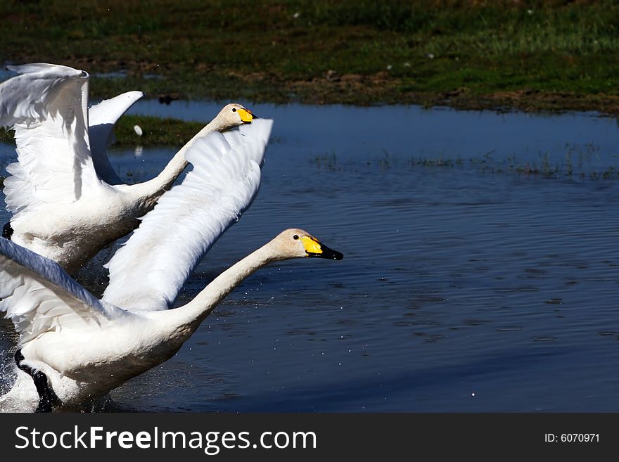 The  swan in the swan lake of sinkiang china .