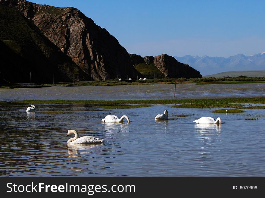 The  swan in the swan lake of sinkiang china .