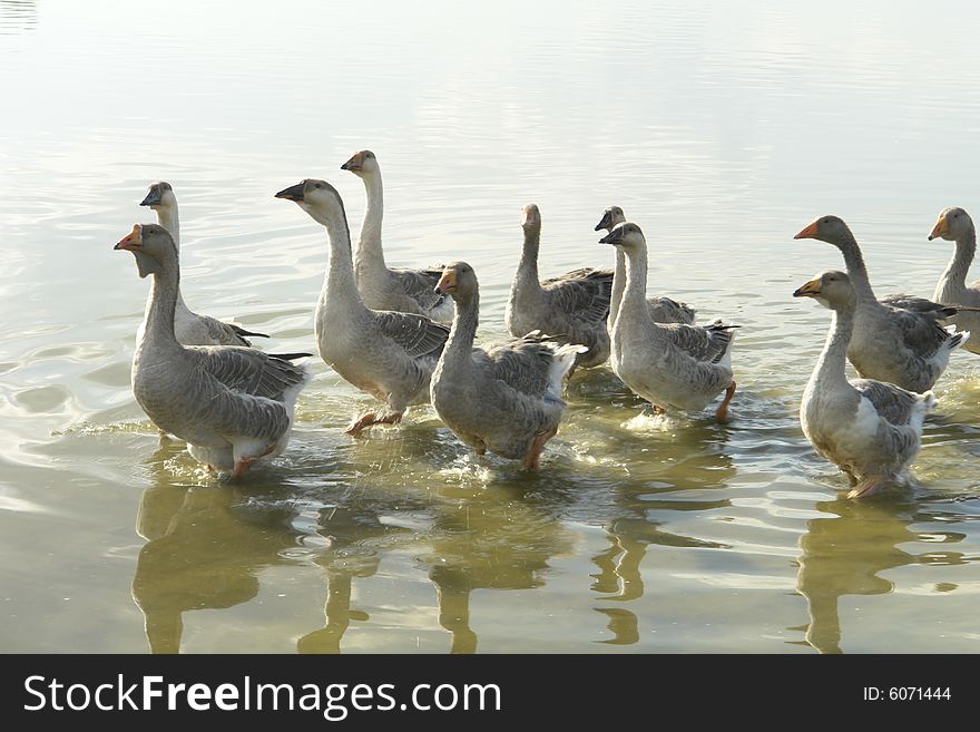 Geese on a background of water