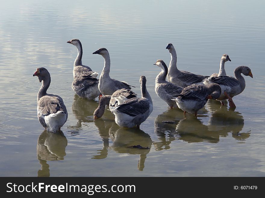 Geese on a background of water