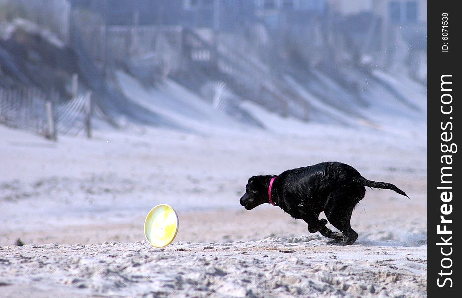 A black labrador retriever races along the beach to fetch a flying disc. A black labrador retriever races along the beach to fetch a flying disc