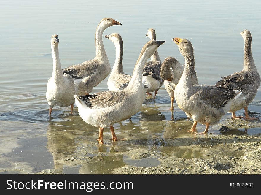 Geese on a background of water